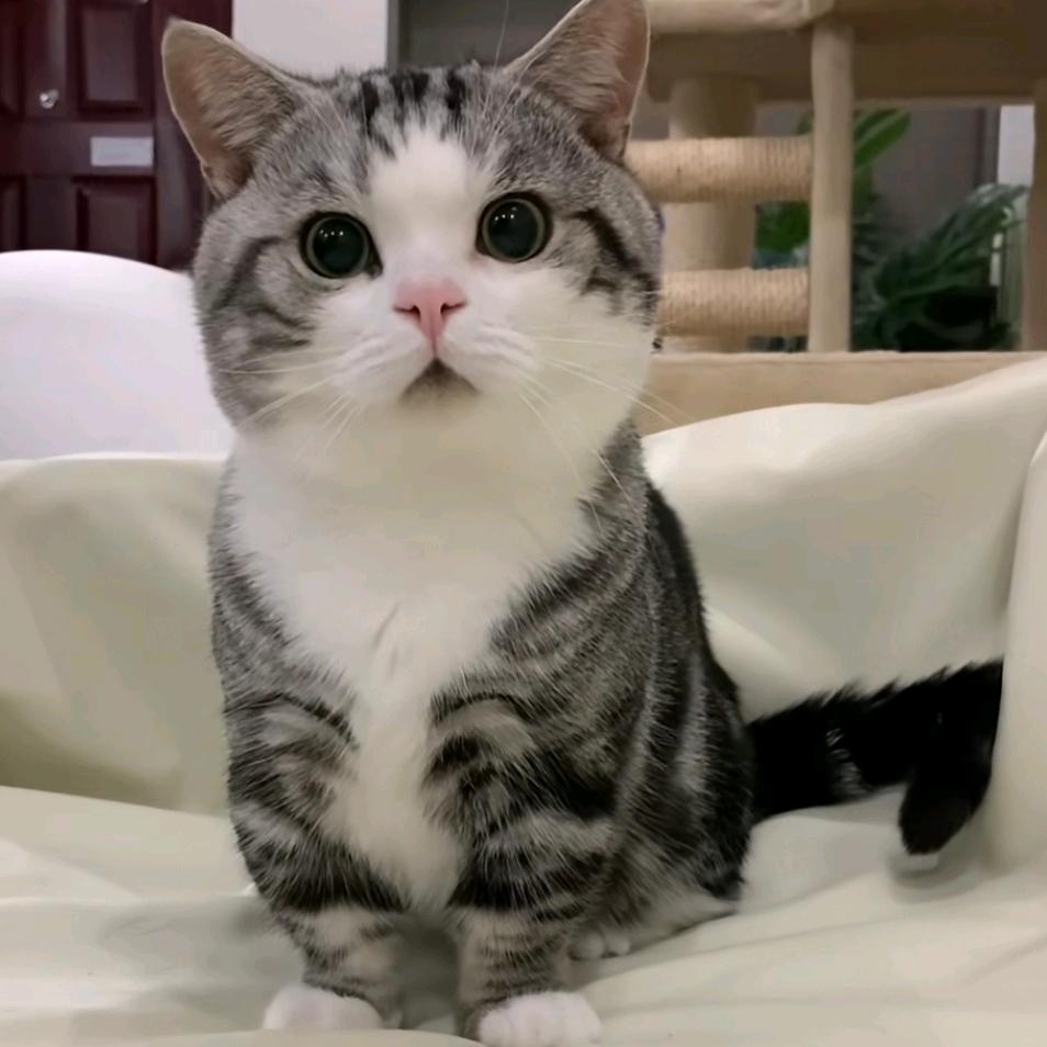 @霸道总裁爱上养猫的我🐈🐈