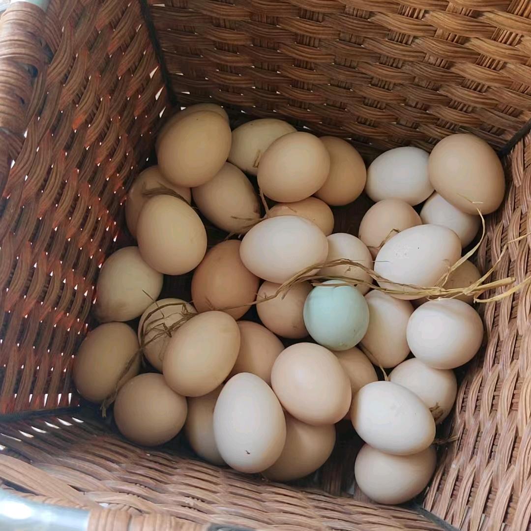 王买买的养鸡日常