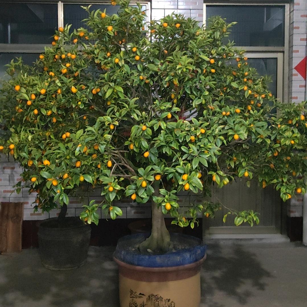 鼎 亮 园 艺  高军8