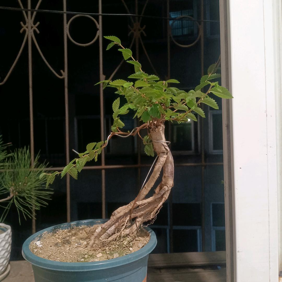 不上杨树上柳树