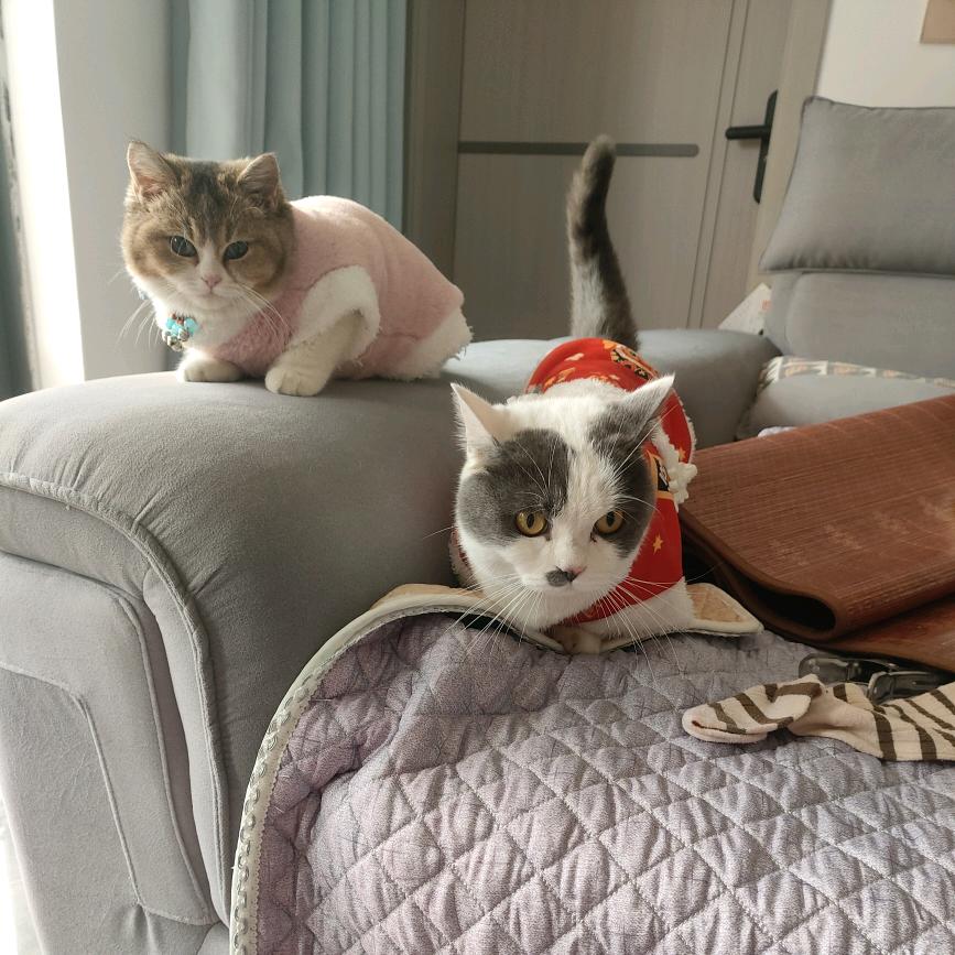 闪电是只傻猫