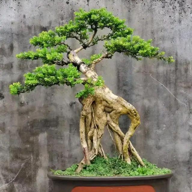 龙的传人(ง •̀_•́)ง