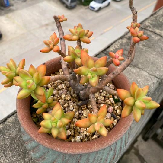 一个喜欢肉肉的读书主播