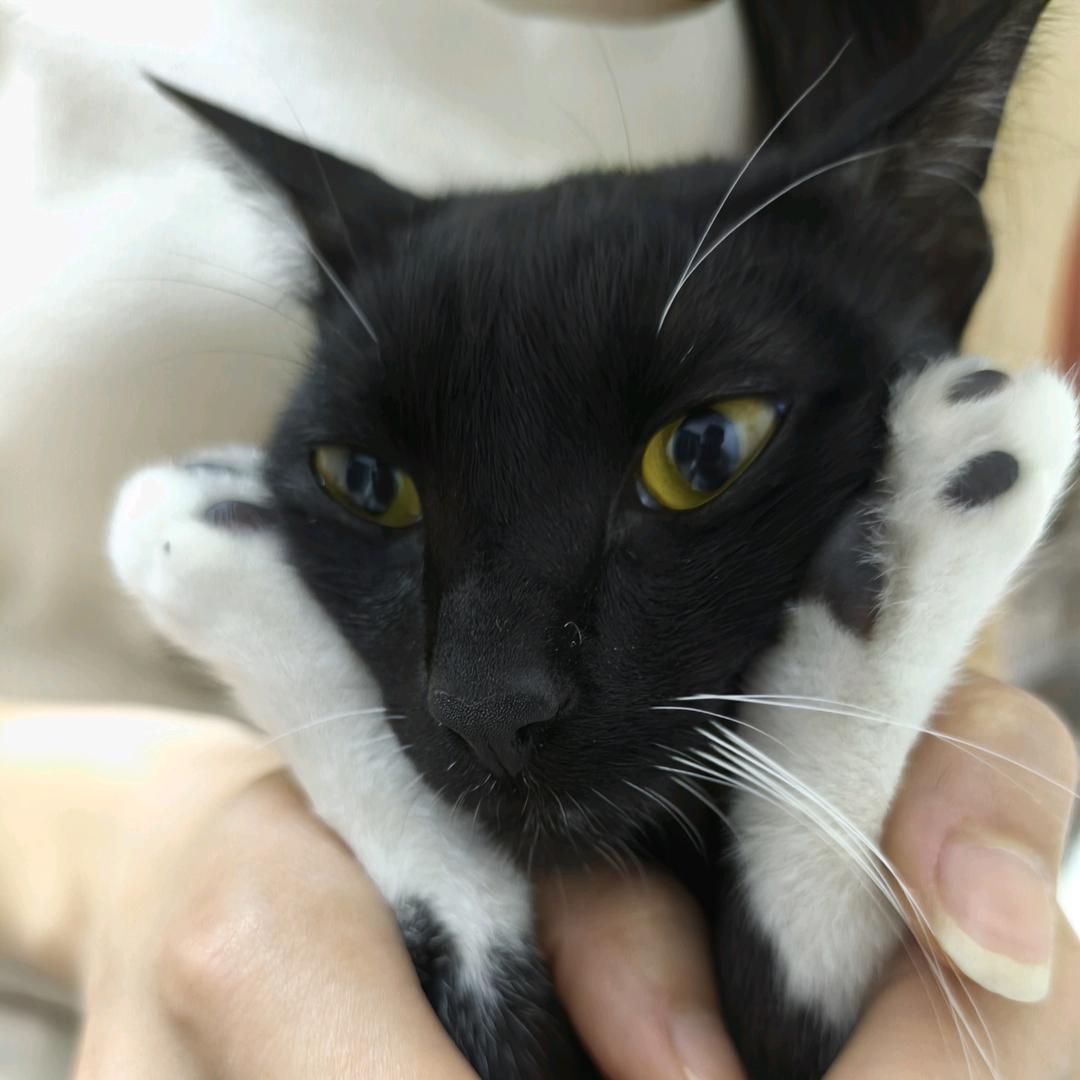 肥橘