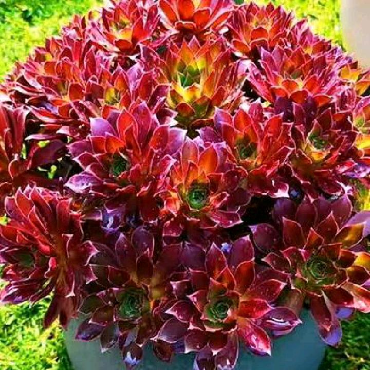 ❤️好好好好🌹🌹🌹🌹