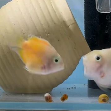 呀⑩啦