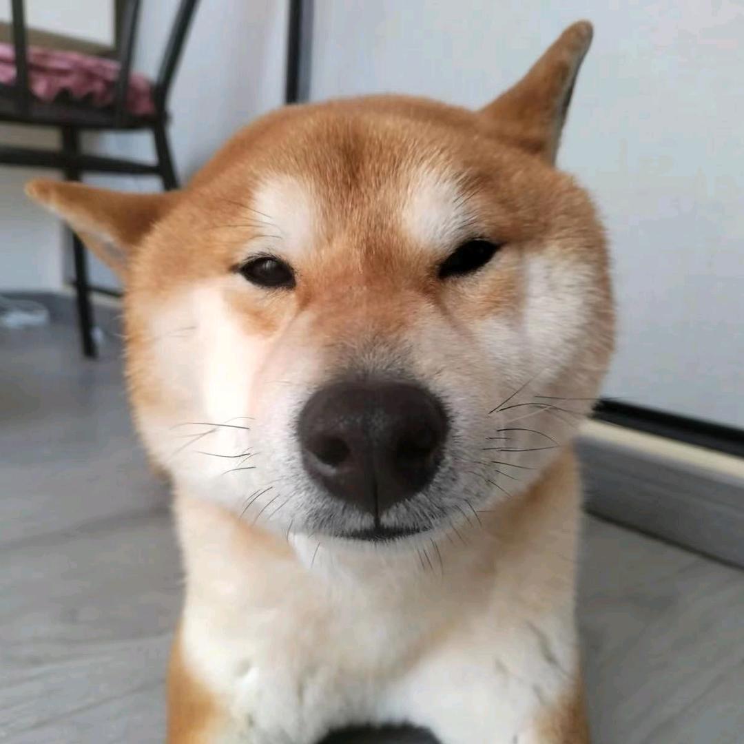 风起雁南下
