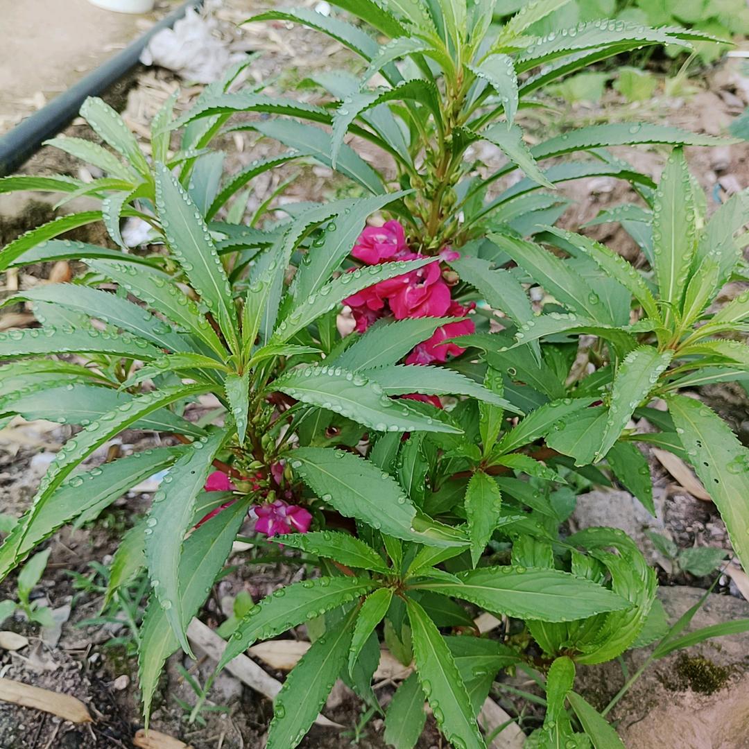 雾非雾丶╮の迷惘