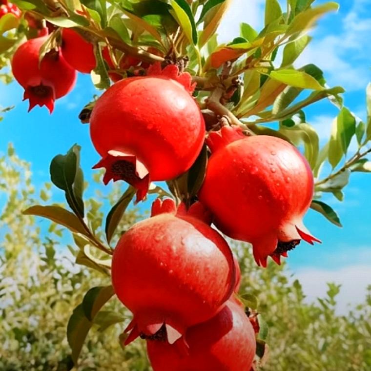 善缘堂（杨府）