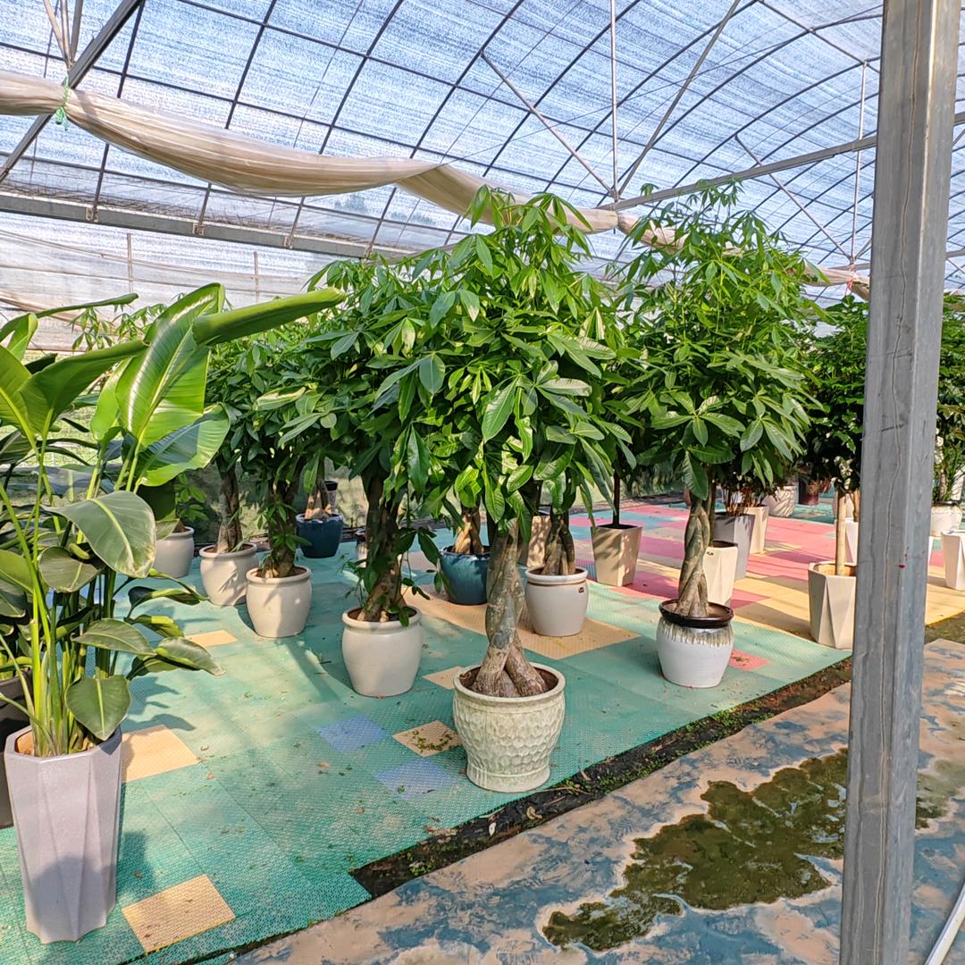 常山县东东家庭农场（花卉苗木市场）