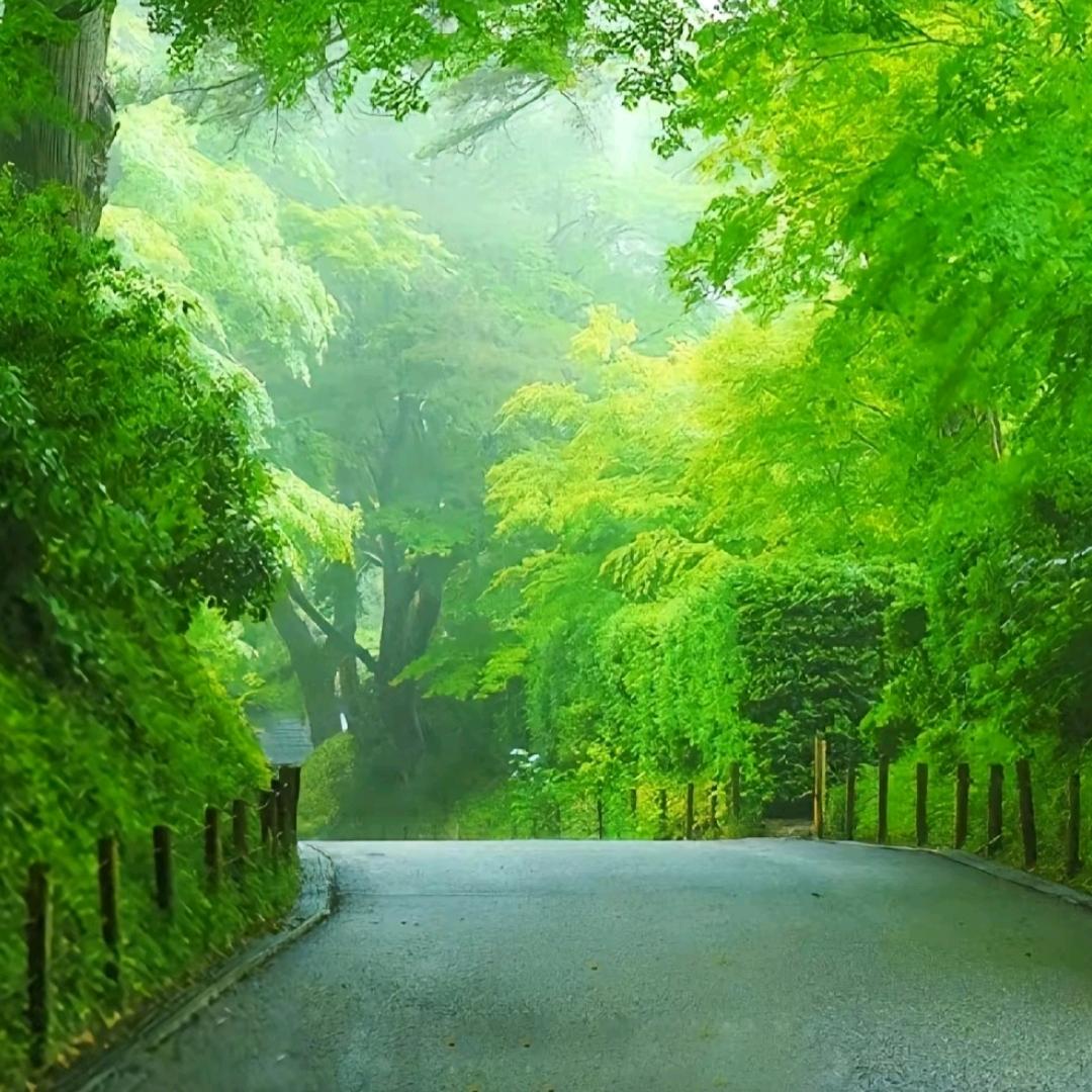 🌈岁月如歌