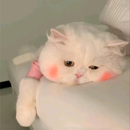 栀子ღ