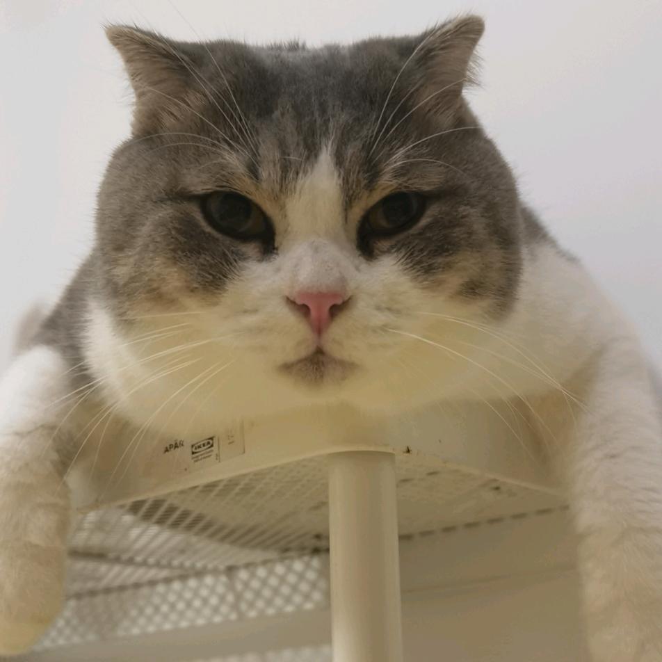 我是前任的猫🐱
