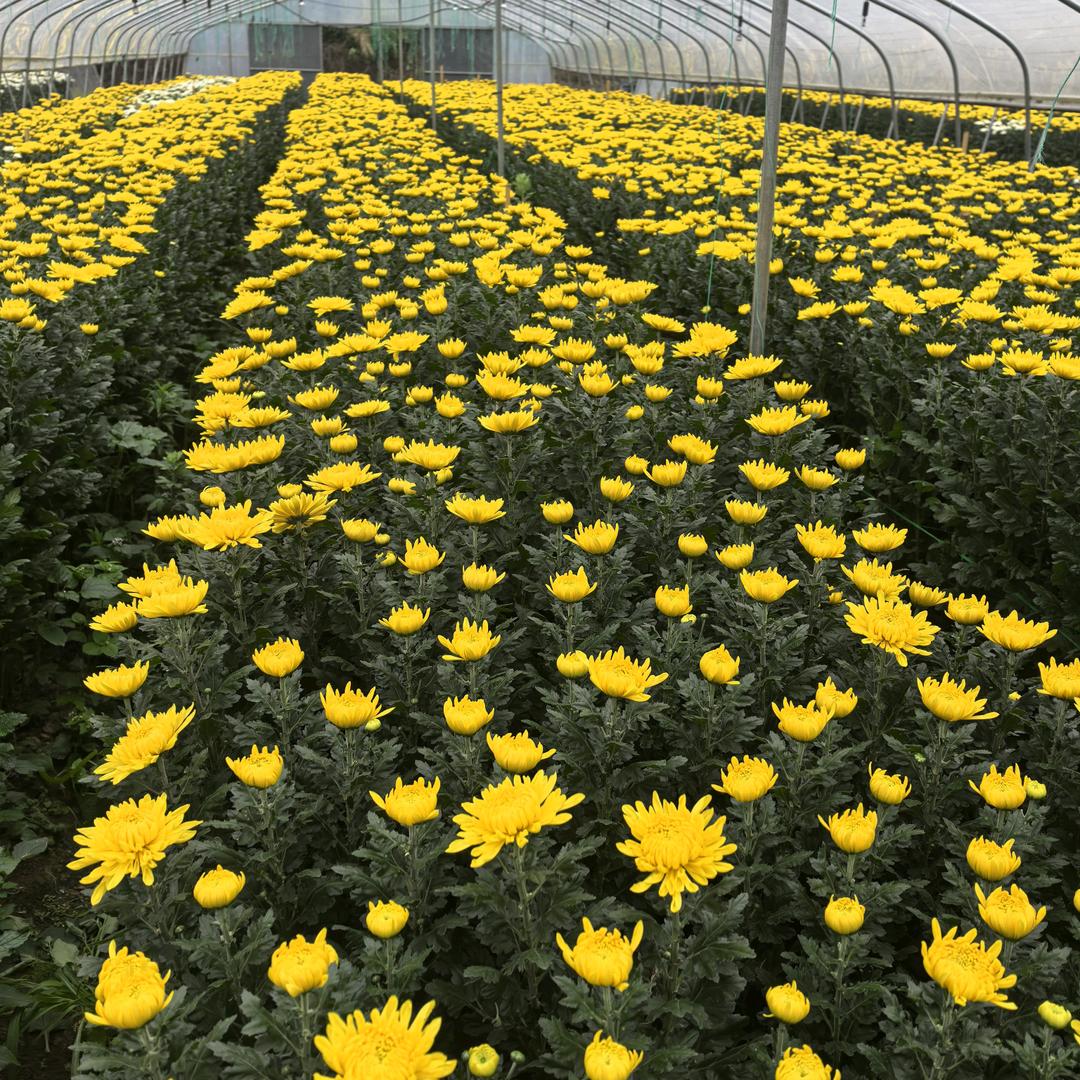 贵州智卉黄白菊种植基地