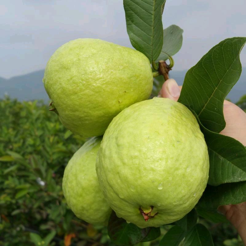 甜源鲜鲜果供应链