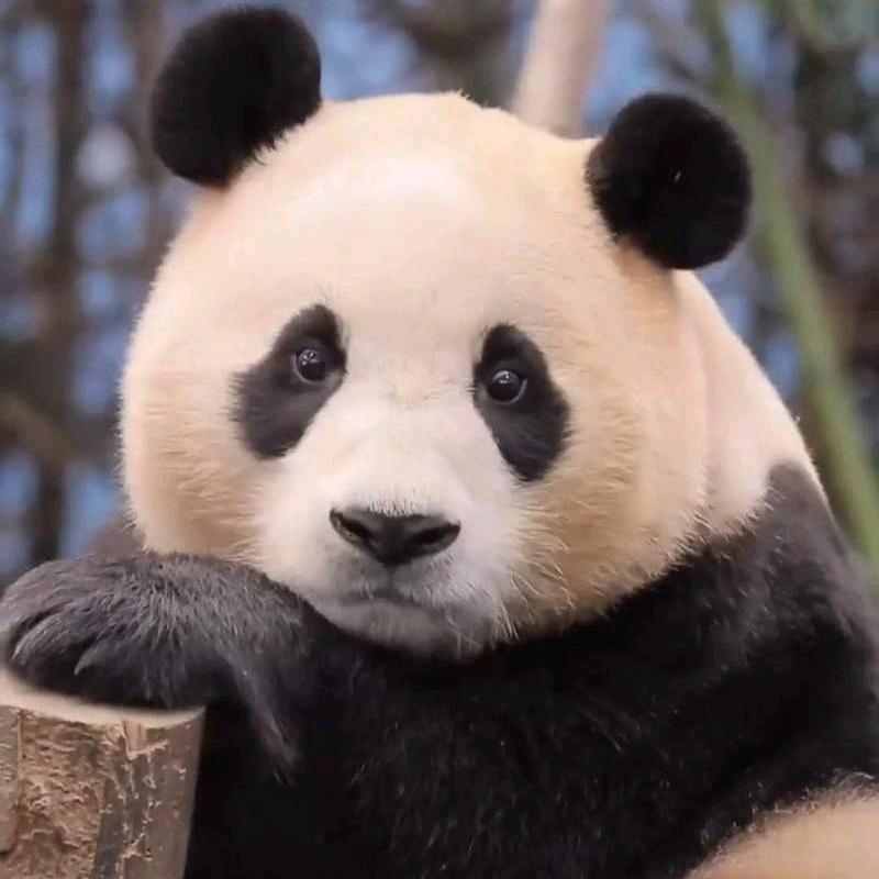 福宝#