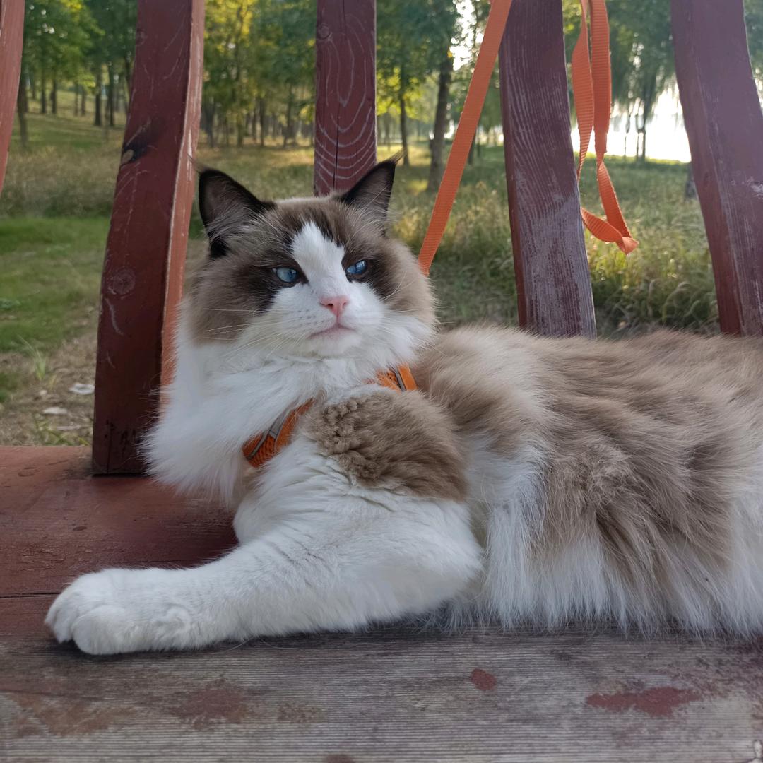 我家布偶叫小虎