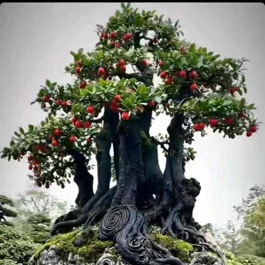 大家好`