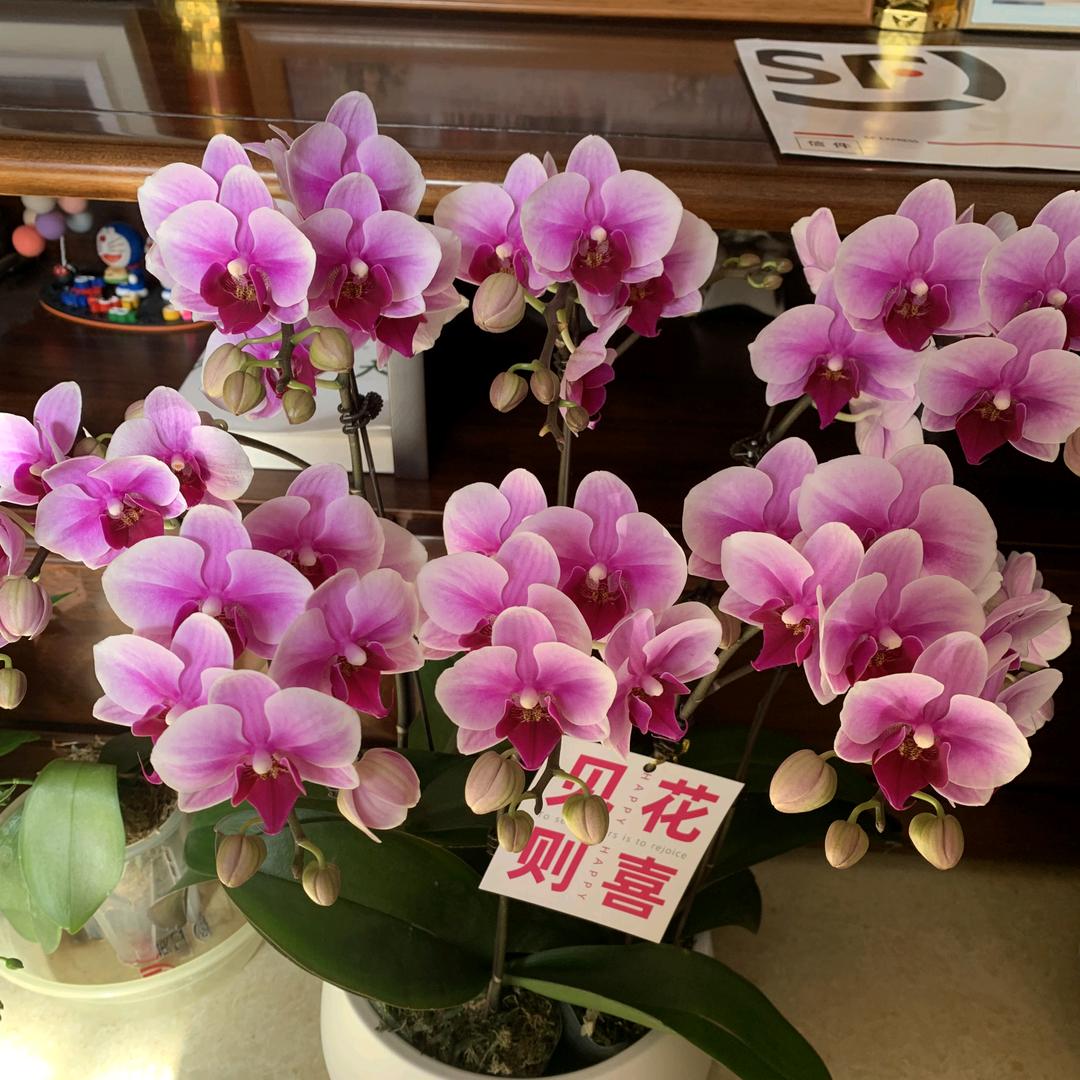 爱听戏的老太太