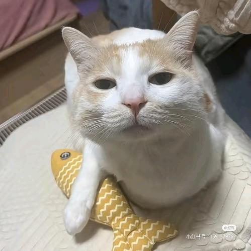 阿米噶几多喵喵