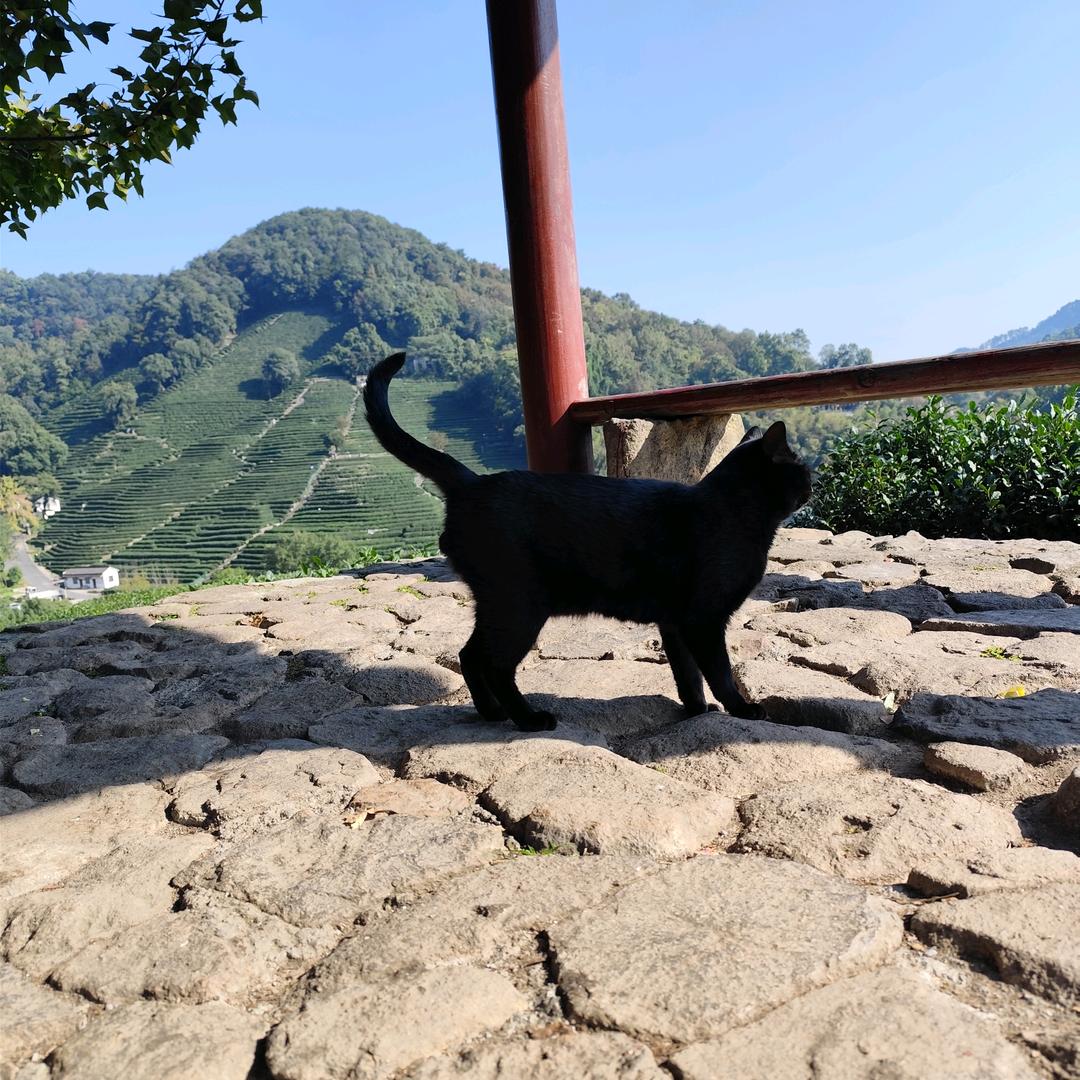猫咪的梦