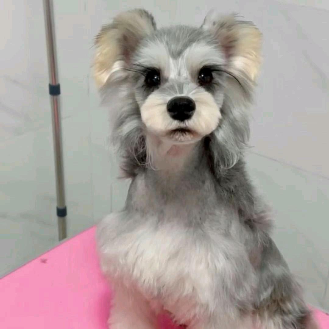 萌宠玩主