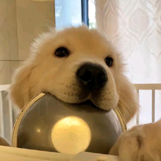 新世纪废物小狗