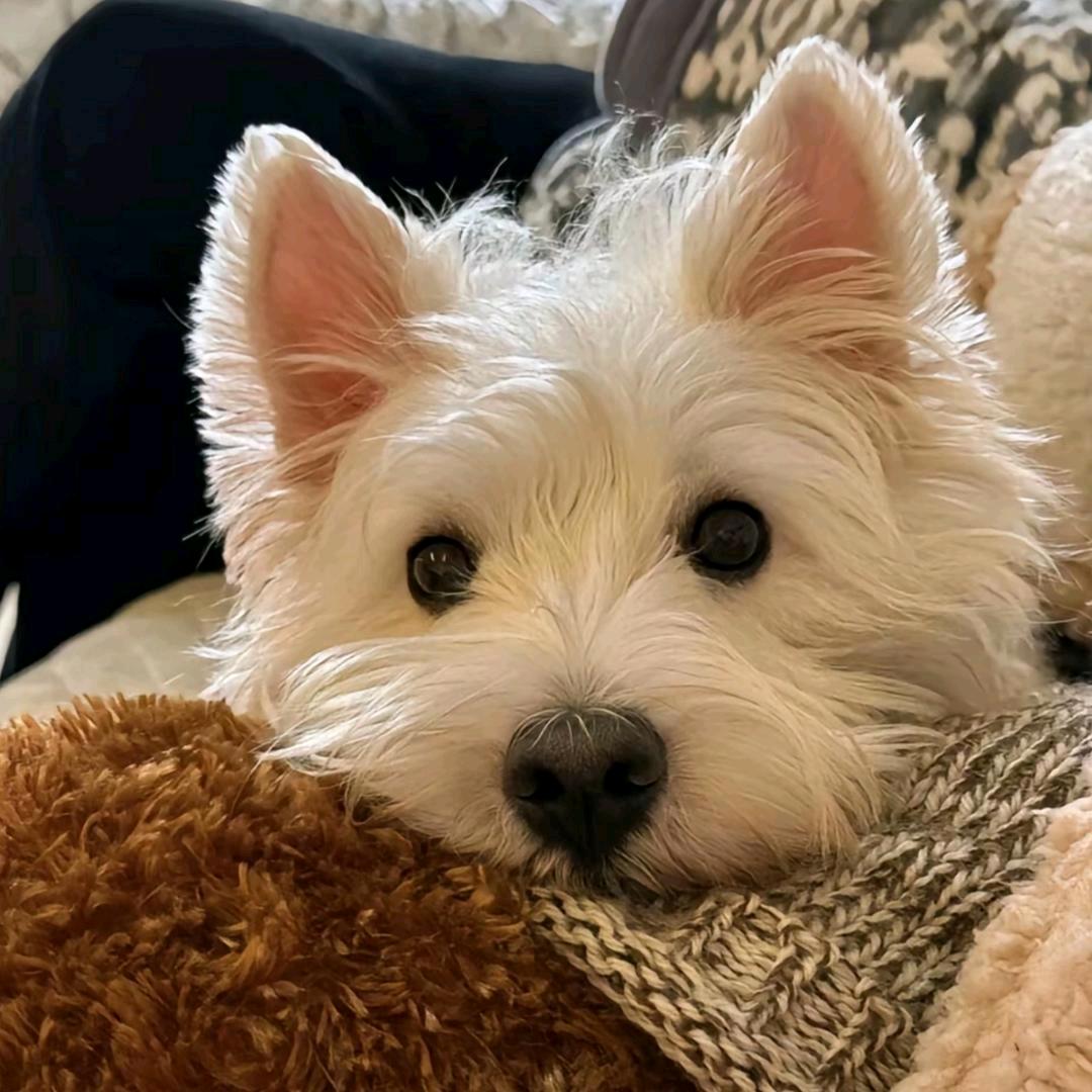 coco