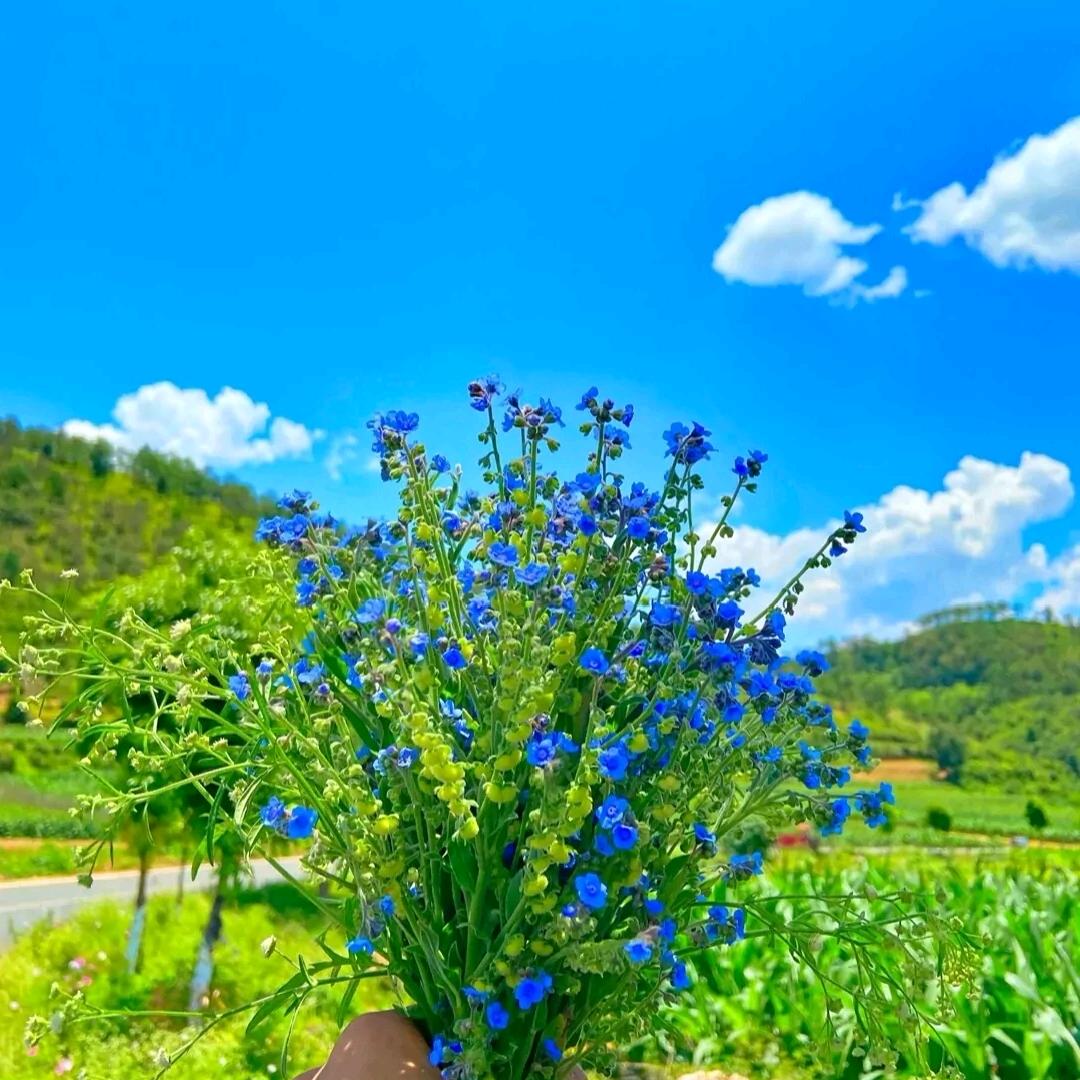 土豆泥头像
