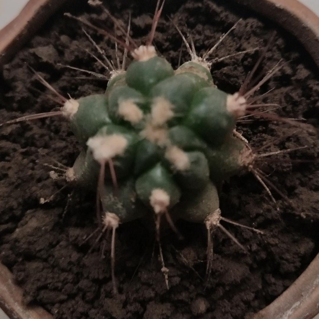 辰沐