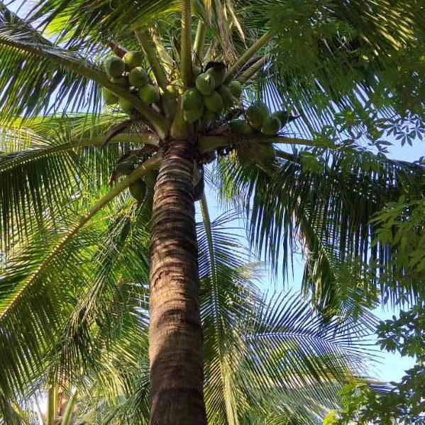 🌴天赋🌷吉运🌲🌲