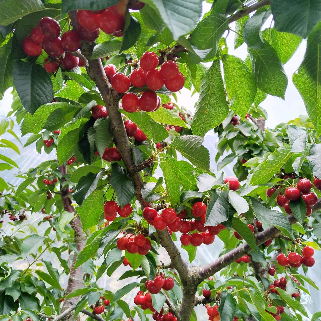 🐭ᰔᩚ᭄ℛ孙₁₉⁹⁶ᥫᩣ༠°