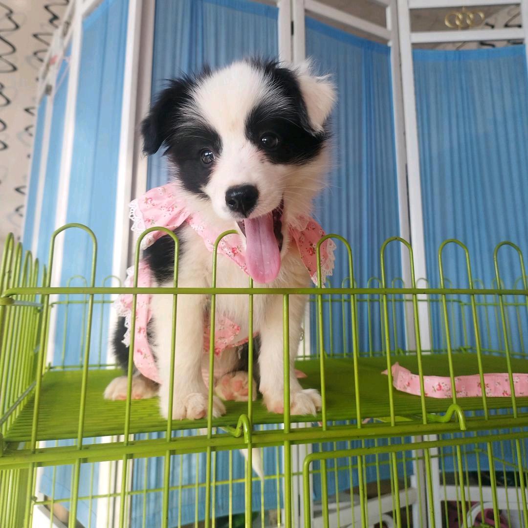 边牧大美与桃桃