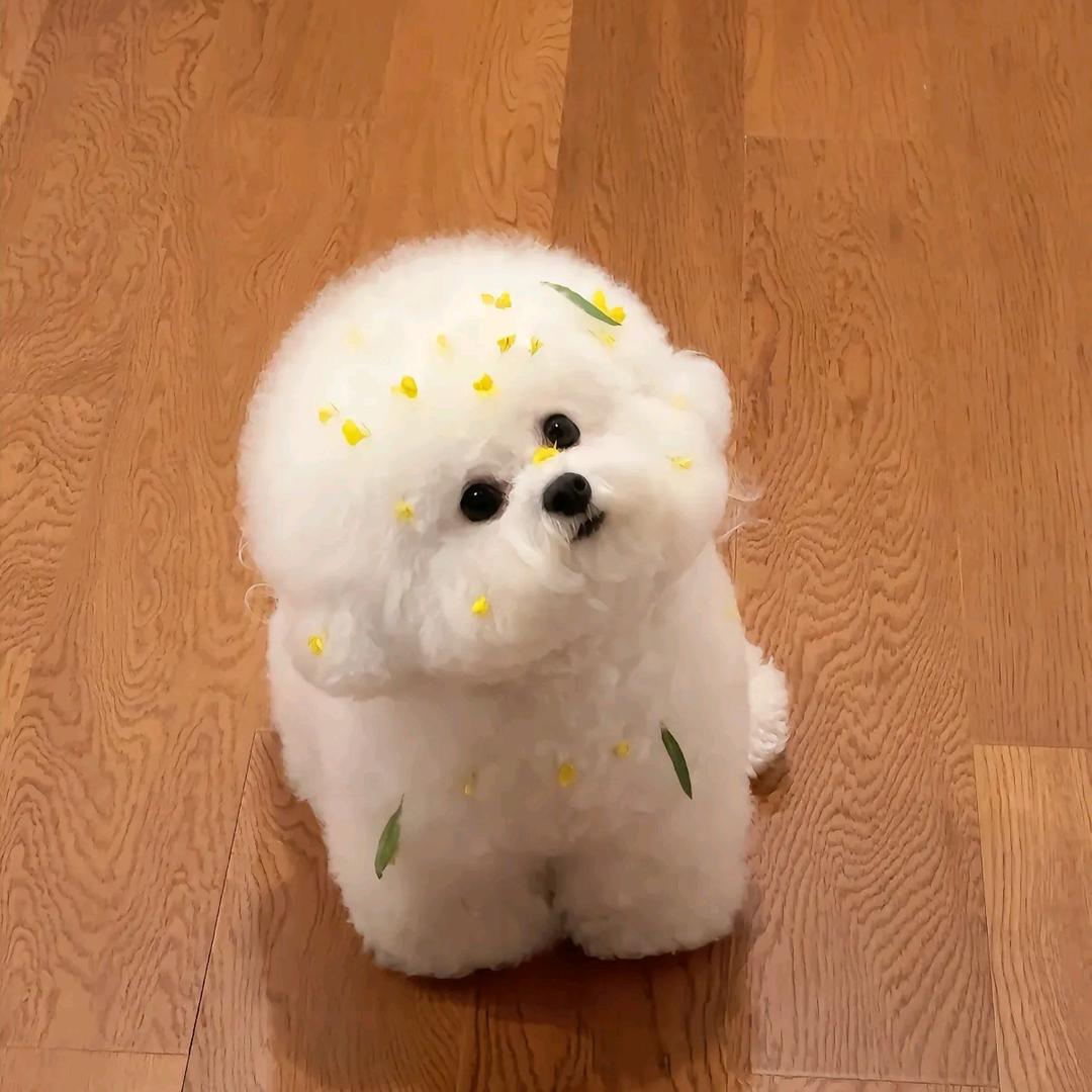 婵儿
