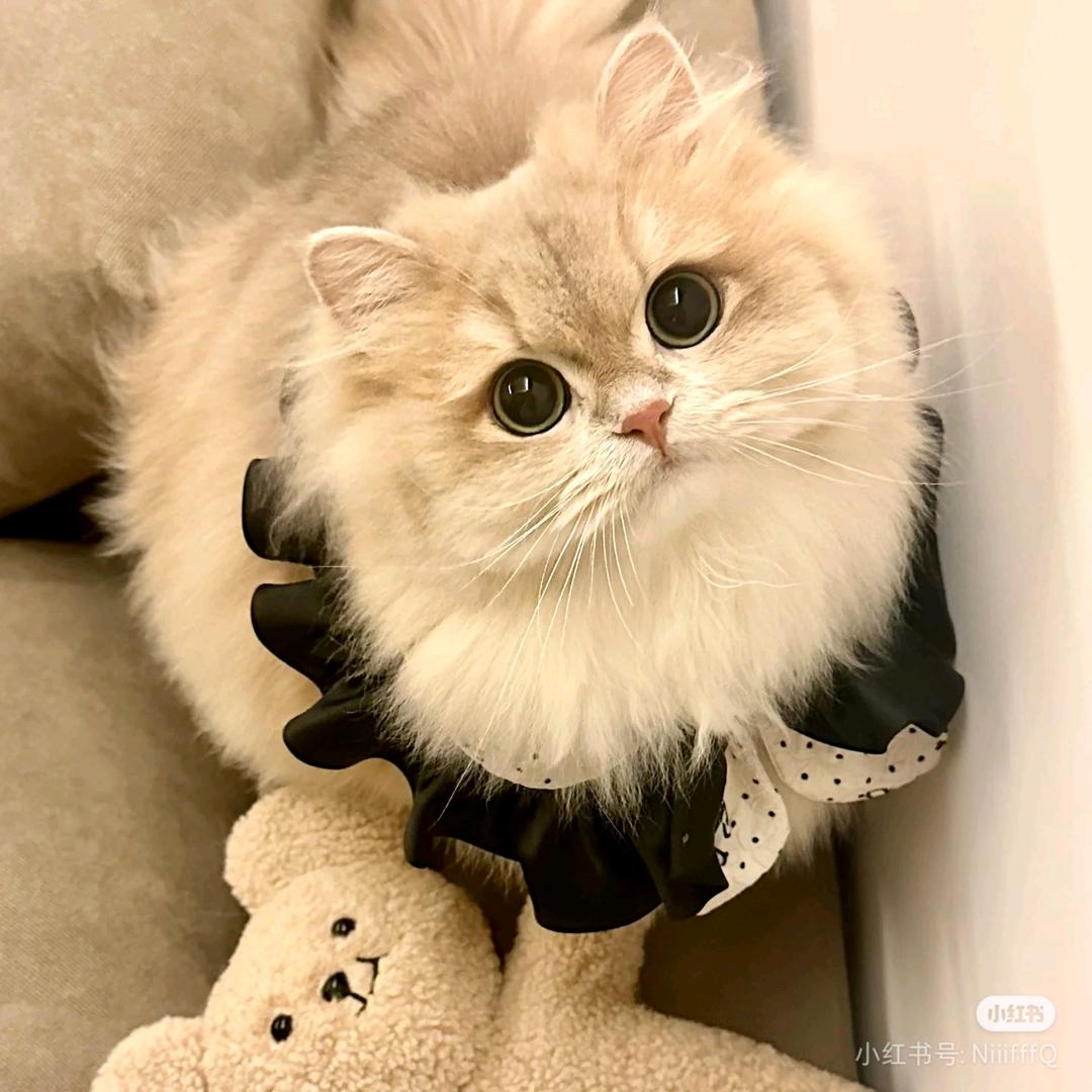 不朽的猫