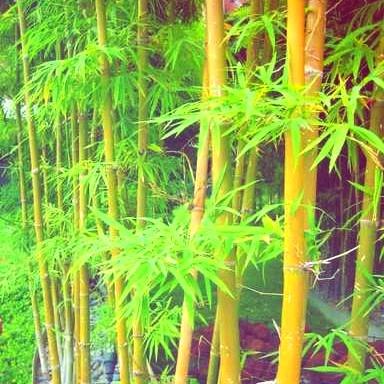 筆墨千秋头像