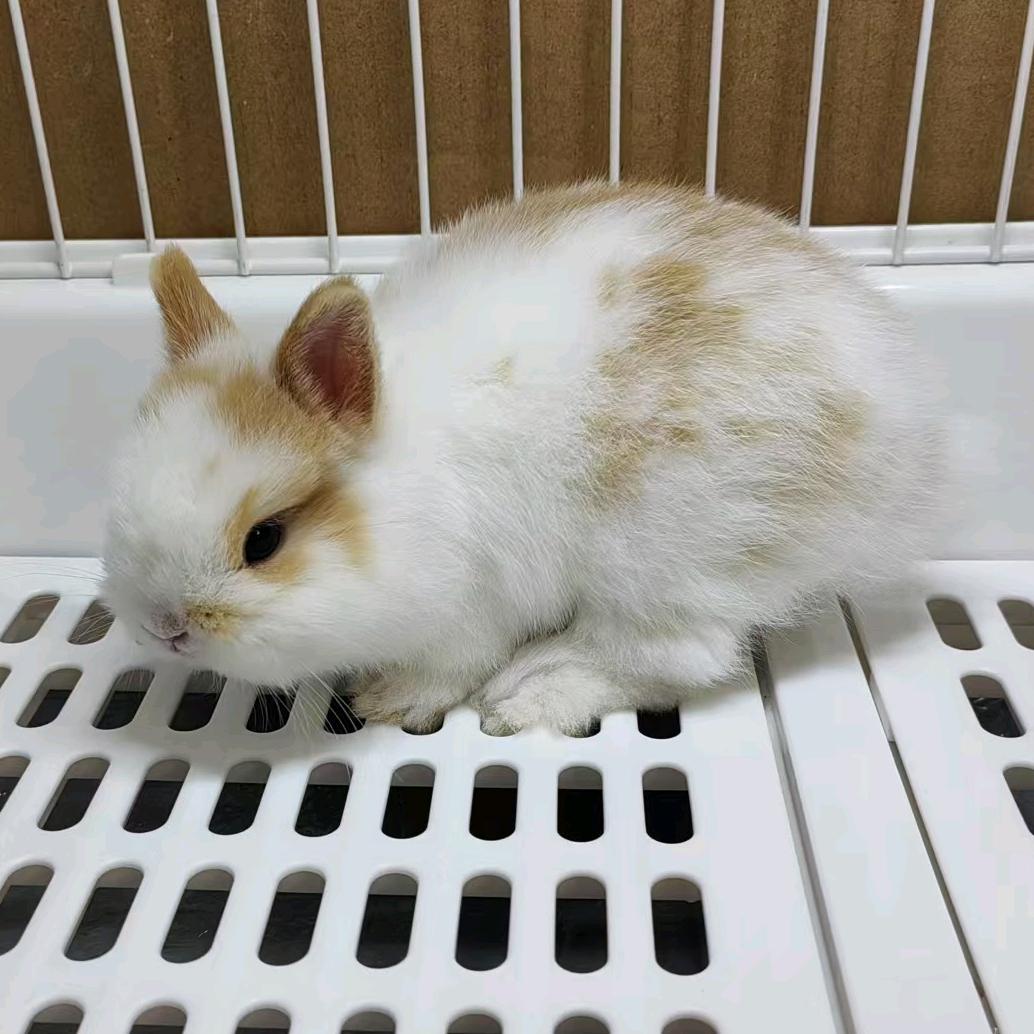 一只兔奶糖