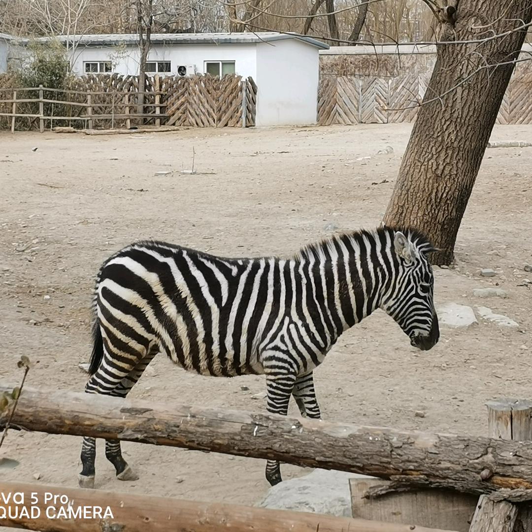 现谁能做到随心所欲