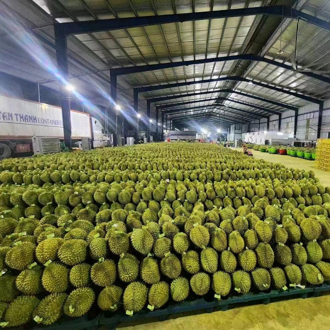 小杨哥水果供应