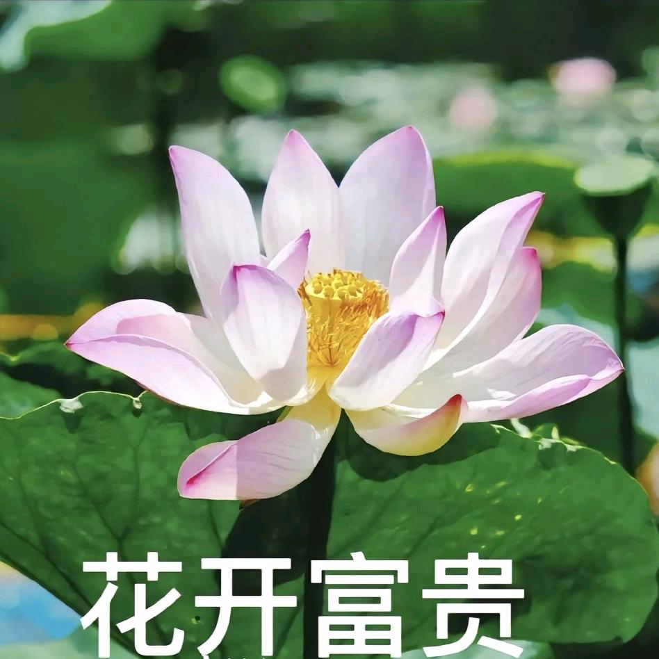 花开富贵，