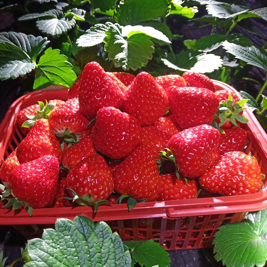 兴文桂圆林生态草莓采摘园