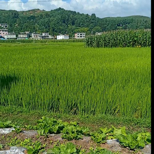 故乡的山