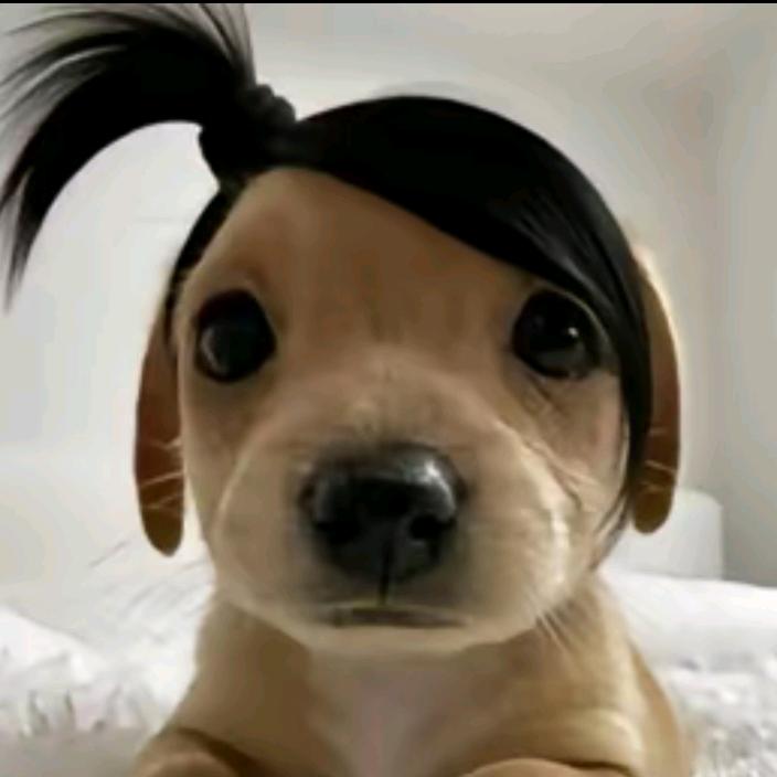 Sen文鱼