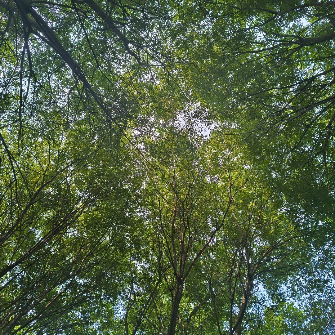 🌹愛你的我🌹无人机打药