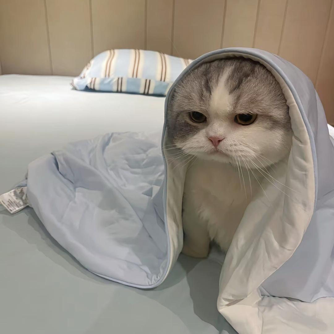 鹿初秋
