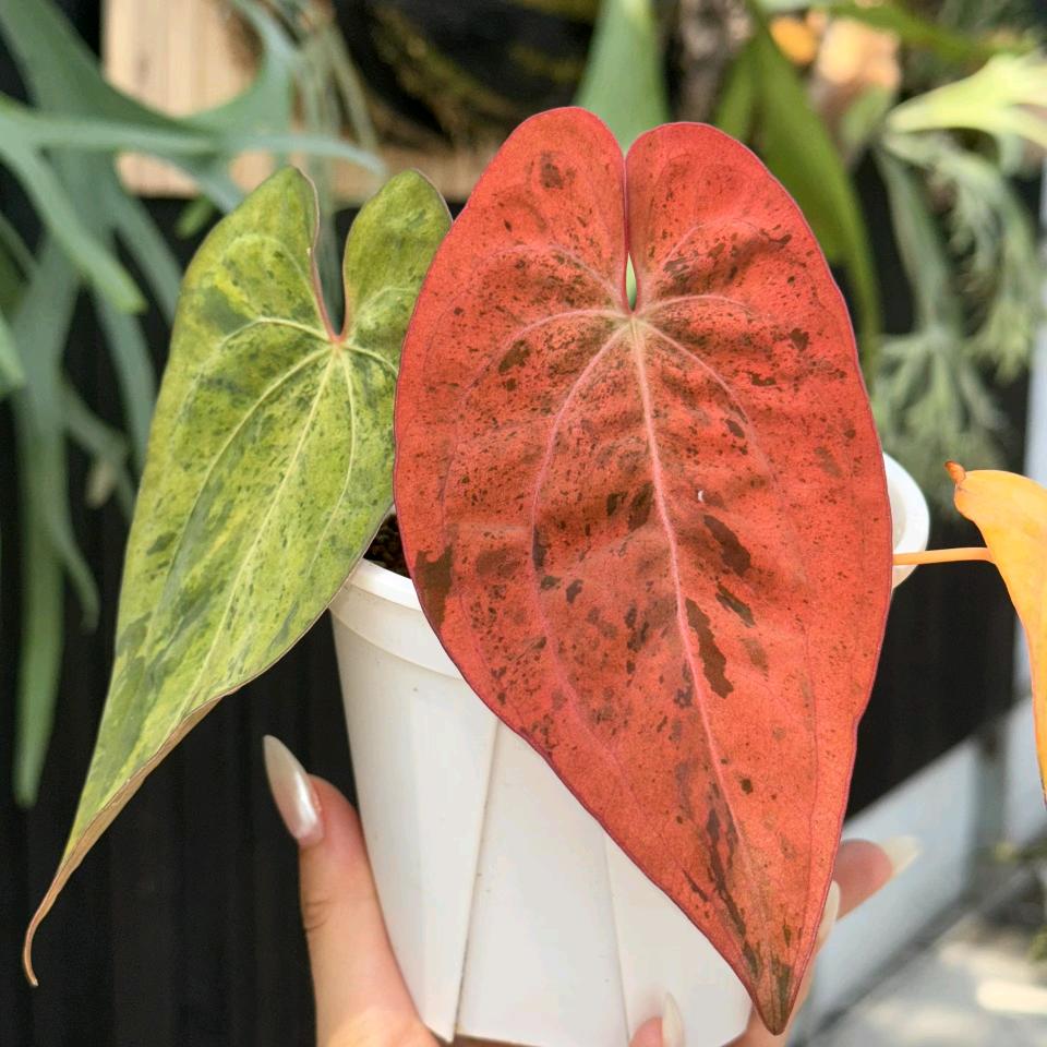 植鹿