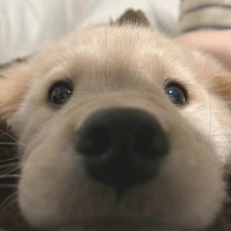 zzk