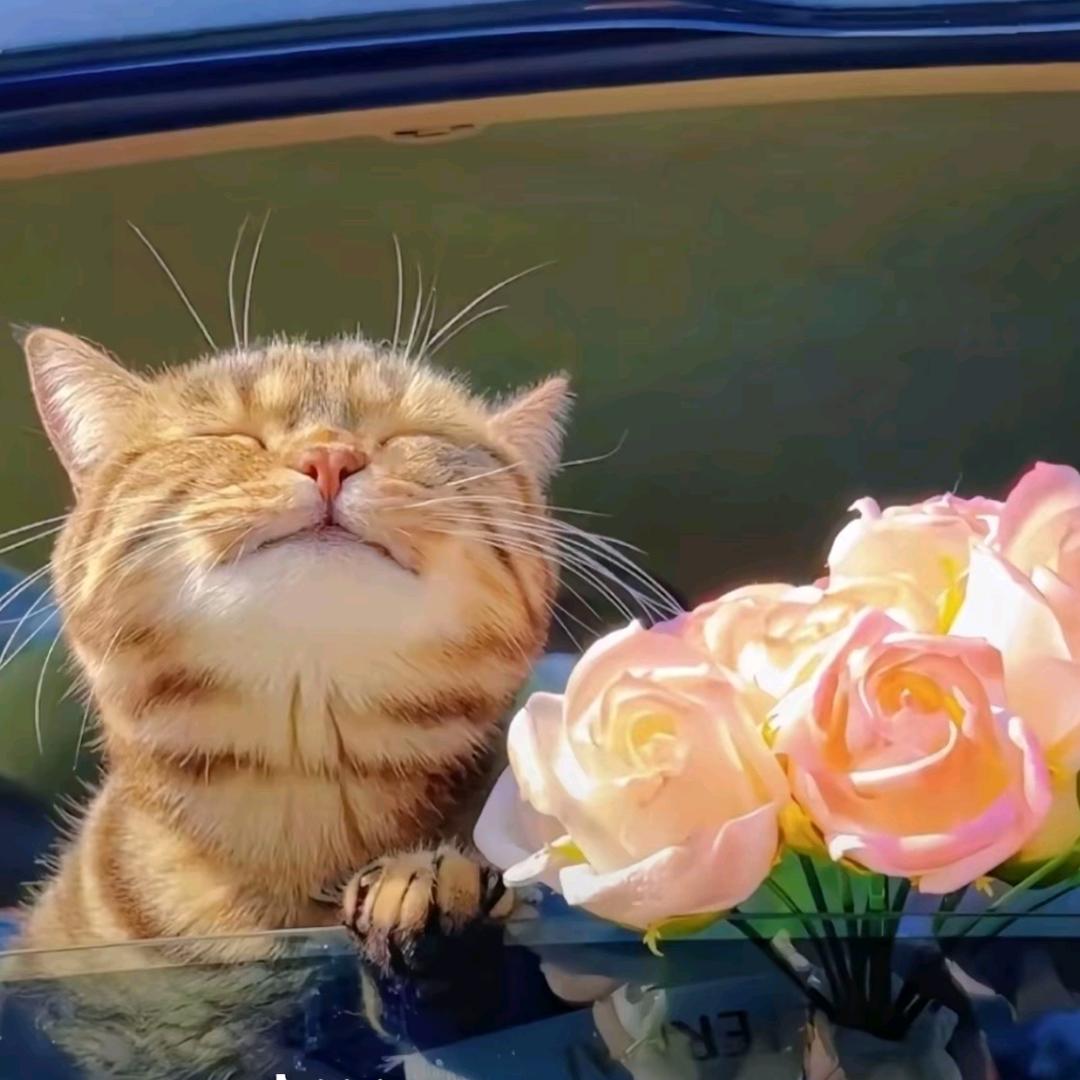 菜还玩不起