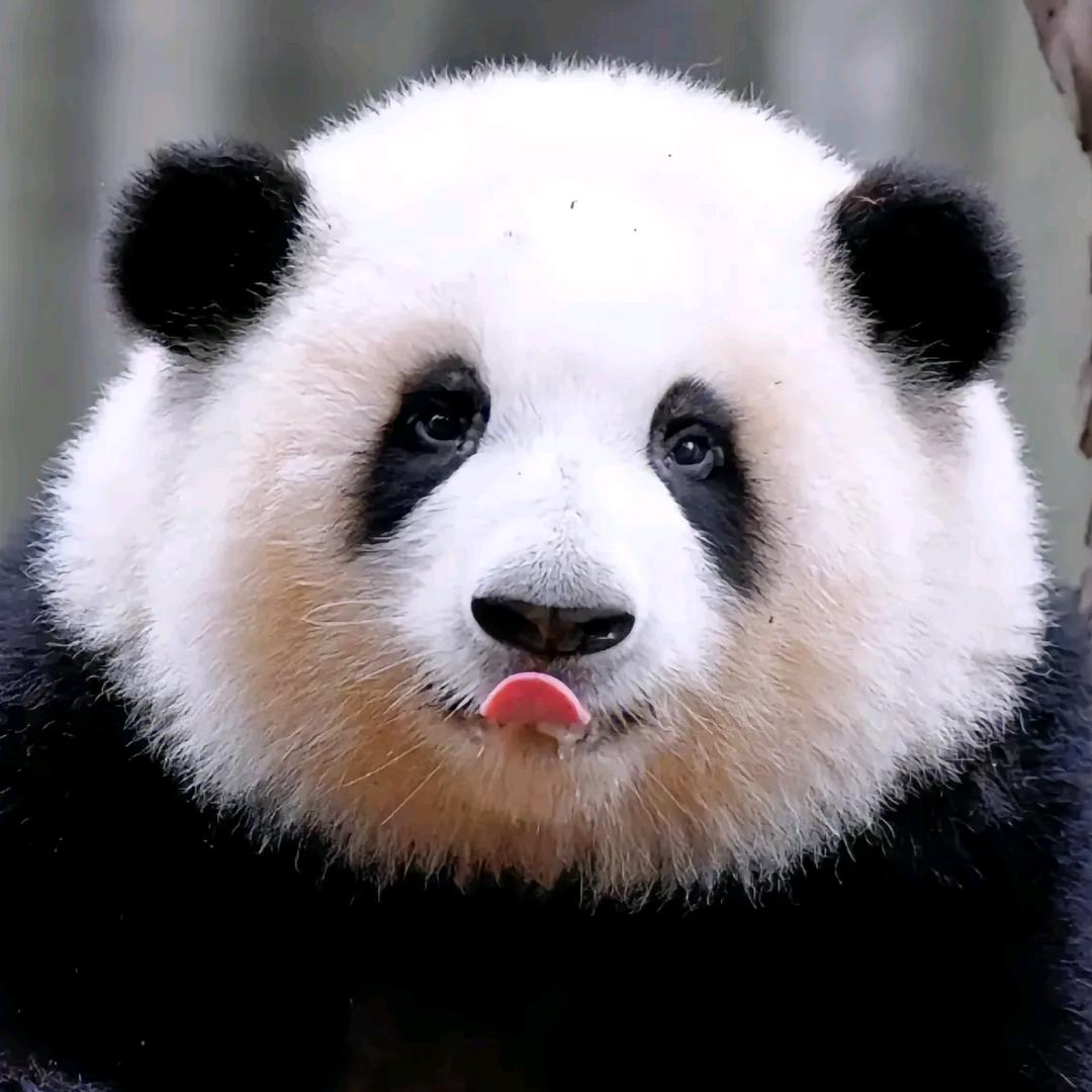 明天不吃了（否则不改名字