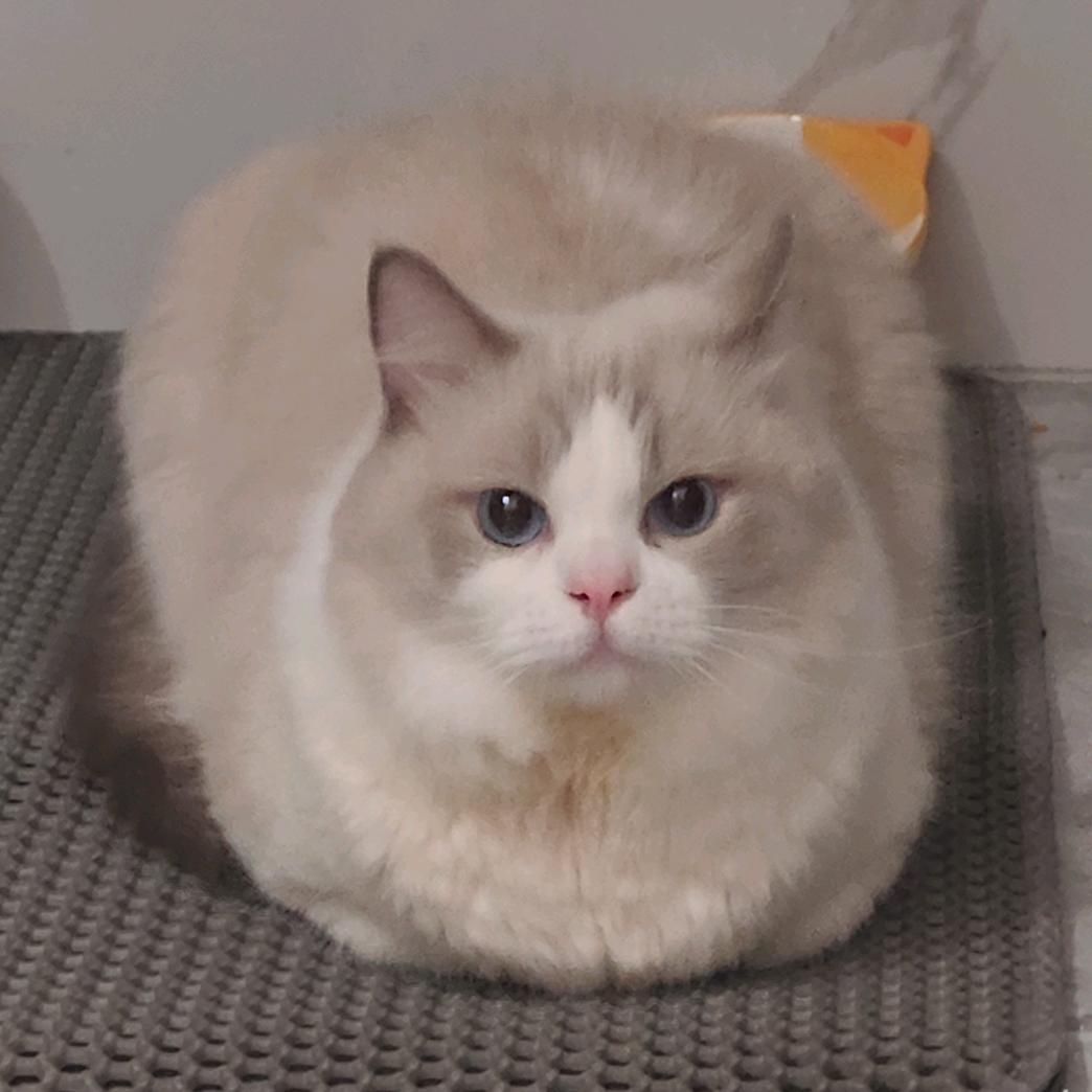 食堂战神头像